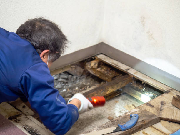 Best Mold Testing  in La Habra, CA