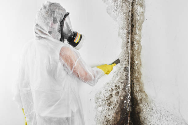 Best Mold Testing and Removal  in La Habra, CA