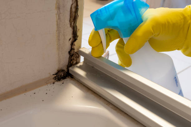 Certified Mold Removal in La Habra, CA