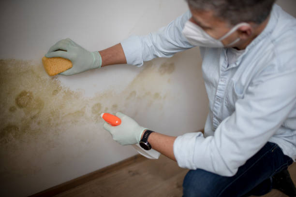 Best Attic Mold Removal  in La Habra, CA