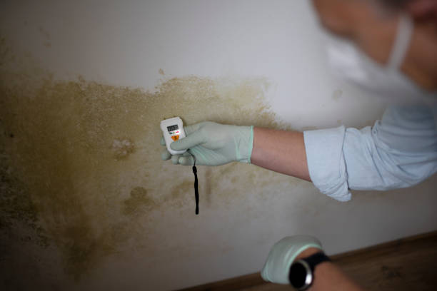 Best Mold Damage Repair  in La Habra, CA