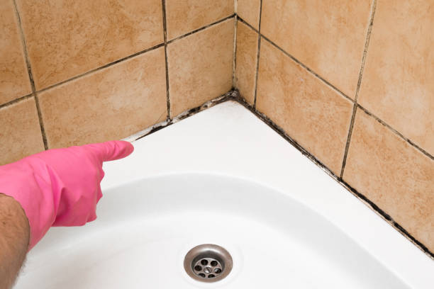 Best Local Mold Removal Service  in La Habra, CA