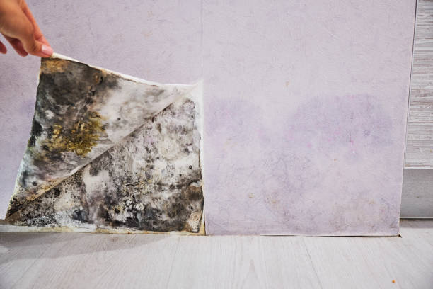 Best Office Mold Removal Services  in La Habra, CA